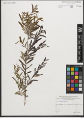 Foto von Salix purpurea L.